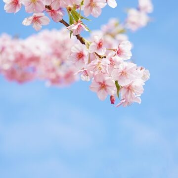【簡単】春のおすすめスキンケア