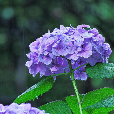 【梅雨の乾燥肌対策】
